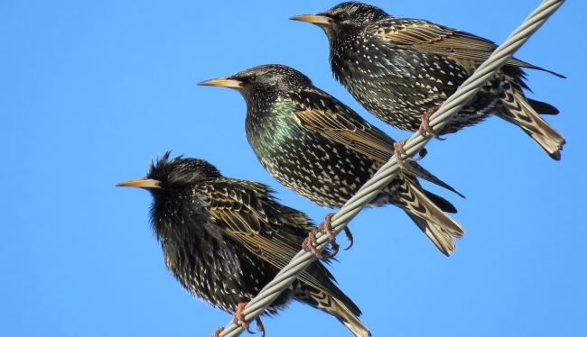 ESC_in_Spagna_SEO Birdlife.jpg